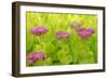 Lemon Bacopa, Sedum Spectabile-Herbert Kehrer-Framed Photographic Print