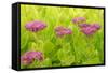 Lemon Bacopa, Sedum Spectabile-Herbert Kehrer-Framed Stretched Canvas