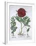 Lemon balm, Peony and adder's tongue fern, 1613-Unknown-Framed Giclee Print