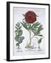 Lemon balm, Peony and adder's tongue fern, 1613-Unknown-Framed Giclee Print