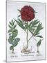 Lemon balm, Peony and adder's tongue fern, 1613-Unknown-Mounted Giclee Print