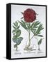 Lemon balm, Peony and adder's tongue fern, 1613-Unknown-Framed Stretched Canvas