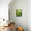 Lemon Balm-Petr Gross-Framed Stretched Canvas displayed on a wall