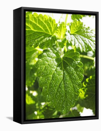 Lemon Balm-Petr Gross-Framed Stretched Canvas