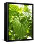 Lemon Balm-Petr Gross-Framed Stretched Canvas