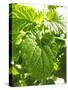 Lemon Balm-Petr Gross-Stretched Canvas