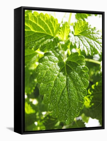 Lemon Balm-Petr Gross-Framed Stretched Canvas