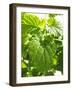 Lemon Balm-Petr Gross-Framed Photographic Print