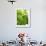 Lemon Balm-Petr Gross-Framed Photographic Print displayed on a wall