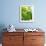 Lemon Balm-Petr Gross-Framed Photographic Print displayed on a wall