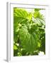 Lemon Balm-Petr Gross-Framed Photographic Print