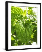 Lemon Balm-Petr Gross-Framed Photographic Print