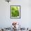 Lemon Balm-Petr Gross-Framed Photographic Print displayed on a wall