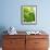 Lemon Balm-Petr Gross-Framed Photographic Print displayed on a wall