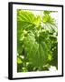 Lemon Balm-Petr Gross-Framed Photographic Print