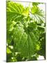 Lemon Balm-Petr Gross-Mounted Photographic Print