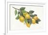 Lemon Branch I-Albena Hristova-Framed Art Print