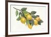 Lemon Branch I-Albena Hristova-Framed Art Print