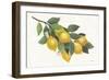Lemon Branch I-Albena Hristova-Framed Premium Giclee Print
