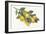 Lemon Branch I-Albena Hristova-Framed Premium Giclee Print