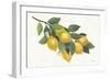 Lemon Branch I-Albena Hristova-Framed Premium Giclee Print