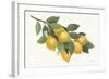 Lemon Branch I-Albena Hristova-Framed Art Print