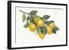 Lemon Branch I-Albena Hristova-Framed Art Print