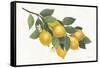 Lemon Branch I-Albena Hristova-Framed Stretched Canvas