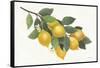 Lemon Branch I-Albena Hristova-Framed Stretched Canvas