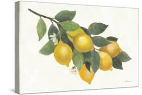 Lemon Branch I-Albena Hristova-Stretched Canvas