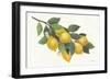 Lemon Branch I-Albena Hristova-Framed Art Print