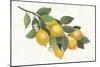 Lemon Branch I-Albena Hristova-Mounted Art Print