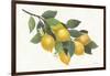 Lemon Branch I-Albena Hristova-Framed Art Print