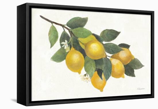 Lemon Branch I-Albena Hristova-Framed Stretched Canvas