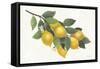 Lemon Branch I-Albena Hristova-Framed Stretched Canvas