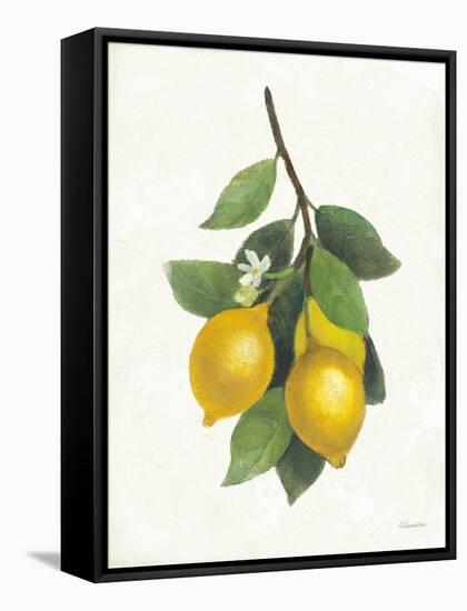 Lemon Branch III-Albena Hristova-Framed Stretched Canvas