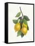 Lemon Branch III-Albena Hristova-Framed Stretched Canvas