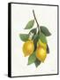 Lemon Branch III-Albena Hristova-Framed Stretched Canvas