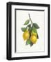 Lemon Branch III-Albena Hristova-Framed Art Print
