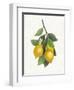 Lemon Branch III-Albena Hristova-Framed Art Print