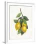 Lemon Branch III-Albena Hristova-Framed Art Print