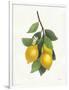 Lemon Branch III-Albena Hristova-Framed Art Print