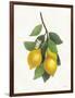 Lemon Branch III-Albena Hristova-Framed Art Print