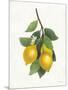 Lemon Branch III-Albena Hristova-Mounted Art Print