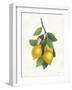 Lemon Branch III-Albena Hristova-Framed Art Print