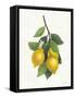 Lemon Branch III-Albena Hristova-Framed Stretched Canvas