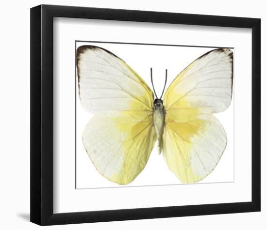 Lemon Butterfly-Assaf Frank-Framed Giclee Print