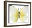 Lemon Butterfly-Assaf Frank-Framed Giclee Print