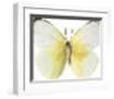 Lemon Butterfly-Assaf Frank-Framed Giclee Print