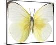 Lemon Butterfly-Assaf Frank-Mounted Giclee Print